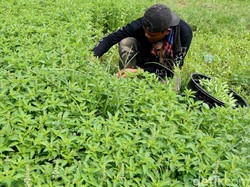 Kementan Fokus Tingkatkan Produksi dan Kesejahteraan Petani
