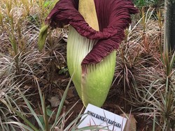 Bunga Bangkai di Rumah Perubahan Rhenald Kasali Kini Layu