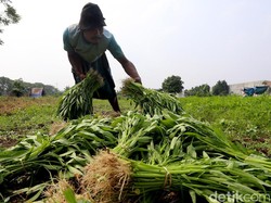Ini Capaian Positif Sektor Pertanian Jokowi-JK