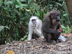 Serangan Ganas Kera Liar di Boyolali Jadi Sorotan Dunia
