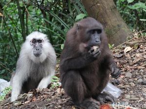 Kampus Inggris Teliti Polusi Plastik dan Kera Sulawesi, Ini Tujuannya