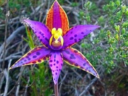 Banjir Sebabkan Musim Bunga Liar di Australia Barat Datang Lebih Dini