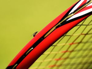 Ketika Semut-Semut Terbang Ganggu Pertandingan Wimbledon