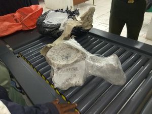 Impor Ilegal Tulang Paus dari Polandia Digagalkan Impor Ilegal Tulang Paus dari Polandia Digagalkan
