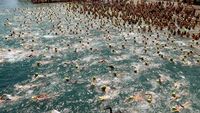 Ribuan Peserta Renang Lintasi Danau Zurich