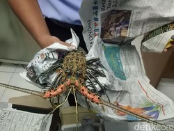 Pengiriman Lobster Berdokumen Ilegal Digagalkan