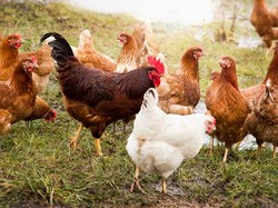 Waduh! Ada 7.000 Ekor Ayam Kabur Menimbulkan Kemacetan di Jalan