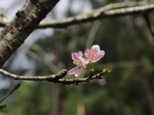Saat Bunga Sakura Bermekaran di Cibodas