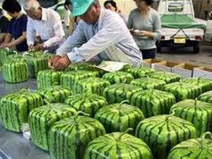 Semangka Kotak Jepang Seharga Jutaan Rupiah