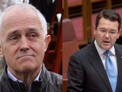 Senator Australia Beda Pendapat Soal Pernikahan Gay