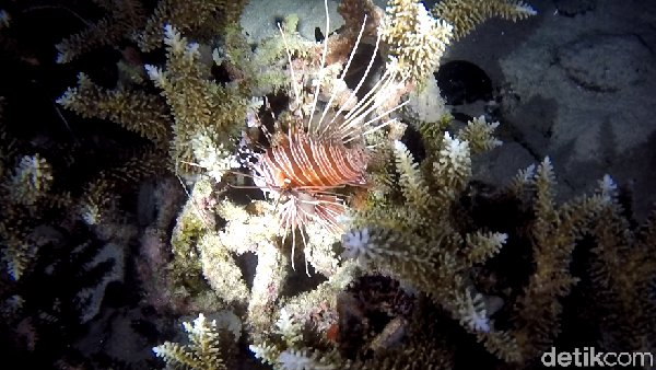 Foto: Ini Dia Penghuni Laut Saat Malam