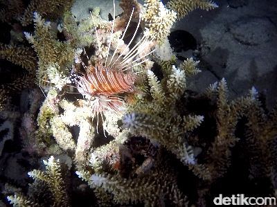 Foto: Ini Dia Penghuni Laut Saat Malam