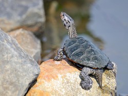 Ada Kura-kura di Landasan Pacu, Bandara JFK Terpaksa Ditutup