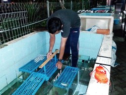 Lele Tumbuh Lebih Besar dengan Alat Ciptaan Mahasiswa Unair