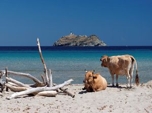 Peneliti Australia Pantau Hewan Ternak Liar Pakai AI