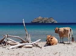 Mau Selfie Sama Sapi... Eh Diseruduk