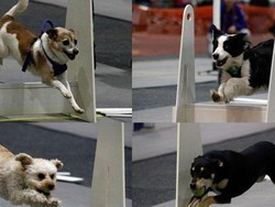 Ribuan Ekor Anjing Ikut Kejuaraan di Australia