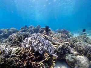 Wisata Selam Nyaris Berhenti Total, Pekerja Dirumahkan Bertambah