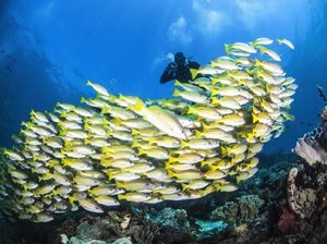 Kemenpar Gelar Sales Mission Diving 2017 di 3 Kota China