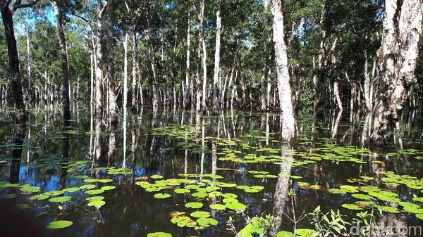 Foto: Inikah Sungai Amazon Ala Papua?