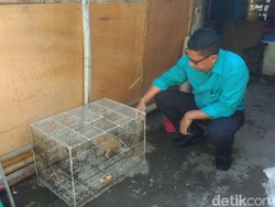 Penjual Hewan Dilindungi via Online di Kediri Kembali Diungkap