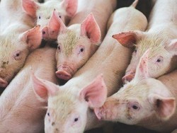 Ijin Peternakan Babi di Australia Bernilai Rp 120 M Ditolak