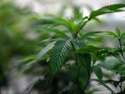 Kekurangan Ganja, Nevada AS Siap Terapkan Kondisi Darurat