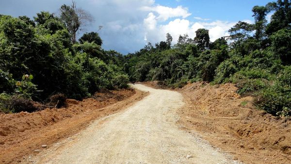 Foto: Tembus Hutan dan Belah Bukit, Jokowi Bangun Jalan di Papua