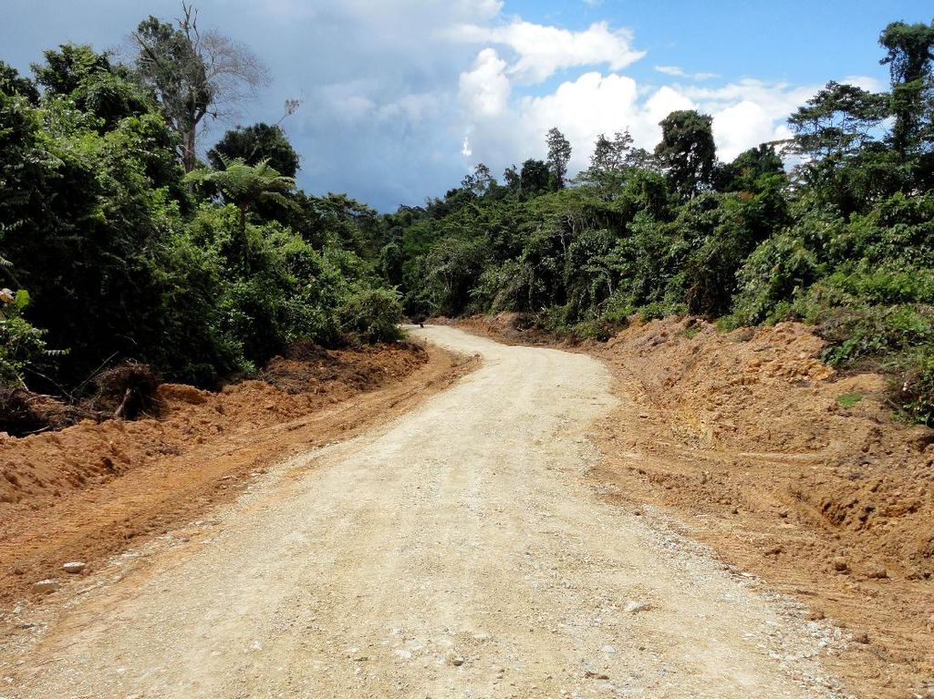 Foto: Tembus Hutan dan Belah Bukit, Jokowi Bangun Jalan di Papua Foto: Tembus Hutan dan Belah Bukit, Jokowi Bangun Jalan di Papua