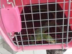 Penyelundupan Biawak Hijau dari Bogor ke Prancis Digagalkan