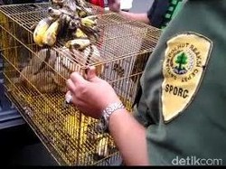 Penjualan Hewan Dilindungi UU Via Online Dibongkar