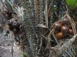 Apa Buah yang Dijadikan Maskot DKI Jakarta? Ini Infonya