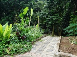 Bukan di Sleman, Kebun Salak yang Lebat ini Ada di Kota Jakarta