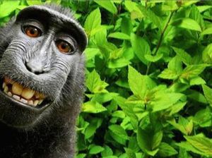 Selfie Monyet di Sulawesi Jadi Perdebatan Tanpa Henti