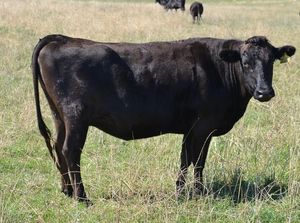 Unik! Selandia Baru Bakal Kenakan Pajak Kentut buat Peternak Sapi dan Domba