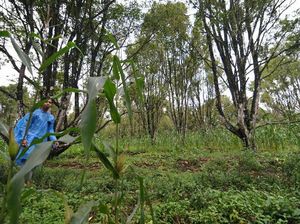 Foto: Panorama Hijau di Kaki Gunung Ijen