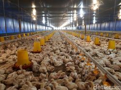 Gagal Ternak Lele, Mantan TKI Ini Bisnis Ayam Beromzet Miliaran