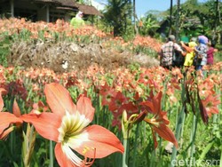 Taman Bunga Amarilis di Gunungkidul Mulai Mekar