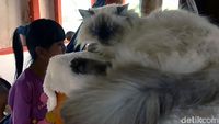 Wisata Edukasi Bagi Pecinta Kucing