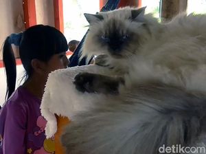 Wisata Edukasi Bagi Pecinta Kucing
