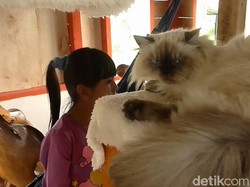 Sensasi Seru Berinteraksi Bersama Kucing Manja di Garut