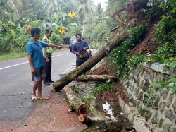 Biker di Trenggalek Tewas Tertimpa Pohon Tumbang