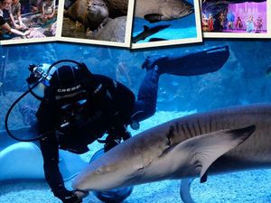 Ajak Keluarga Bermain dengan Satwa Nusantara di Jakarta Aquarium Ajak Keluarga Bermain dengan Satwa Nusantara di Jakarta Aquarium