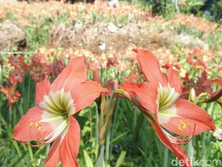 Bunga Amarilis, Dulu Dibenci Sekarang Disayang