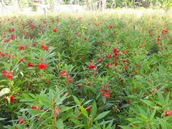 Selain Sedap Malam, Petani Pasuruan juga Sukses Budidaya Pacar Air