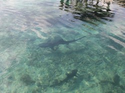 Sensasi Tegang Berenang di Antara Hiu di Karimunjawa