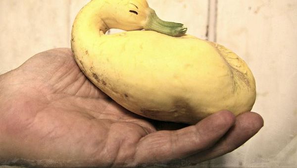 Coba Tebak, Sayur dan Buah Ini Bentuknya Mirip Hewan Apa?