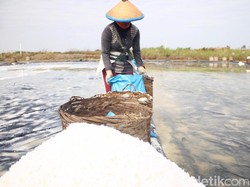 Kelangkaan Garam, Bagaikan Ayam Mati di Lumbung Padi