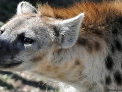 Mengapa Hyena Suka Tertawa? Ini Alasannya