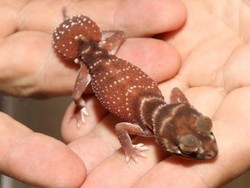 Polisi Sita Binatang Langka Bernilai Rp 1,6 M di Queensland